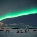 Tromsø: Reindeer Feeding with Chance of Northern Lights - Exploring the Sami Reindeer Camp
