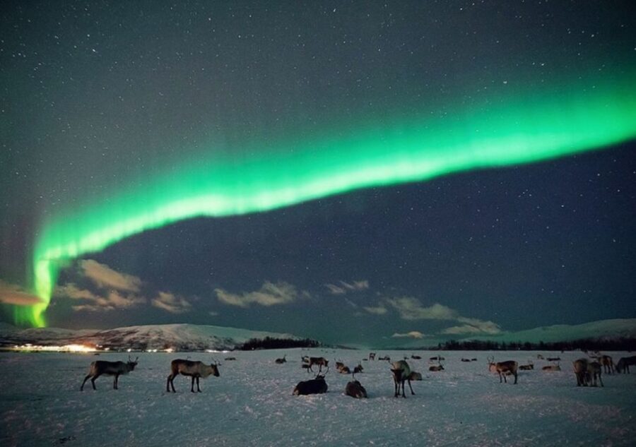 Tromsø: Reindeer Feeding with Chance of Northern Lights - Exploring the Sami Reindeer Camp