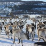 Tromsø: Reindeer Ranch and Sami Cultural Tour with Lunch - Visiting the Reindeer Ranch: A Close Encounter with 300 Reindeer