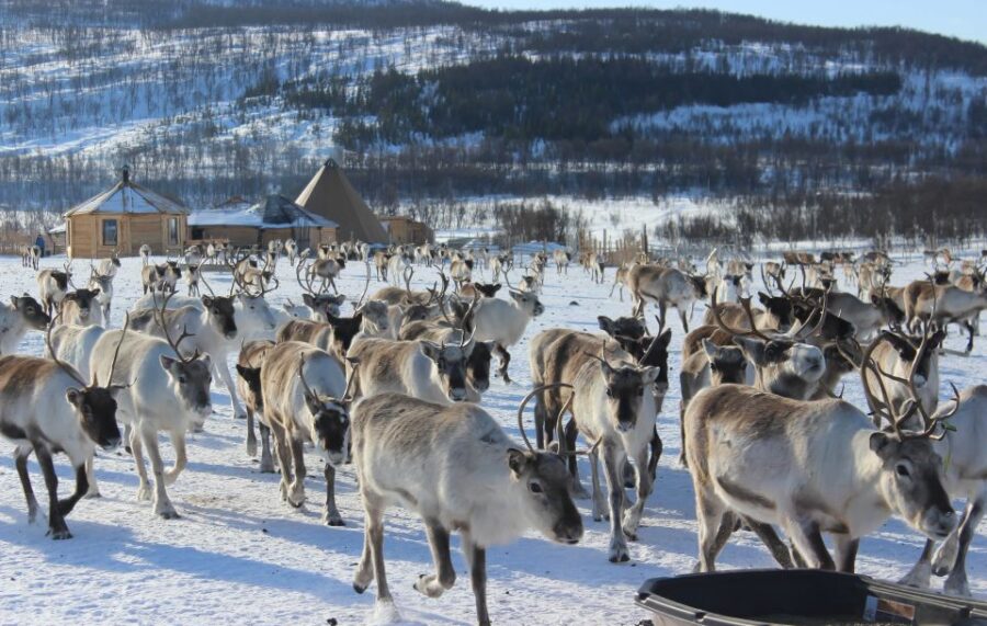 Tromsø: Reindeer Ranch and Sami Cultural Tour with Lunch - Visiting the Reindeer Ranch: A Close Encounter with 300 Reindeer