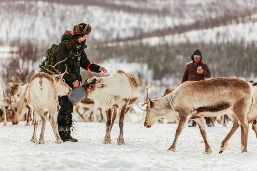 Tromsø: Reindeer Sledding & Feeding with a Sami Guide - Reindeer Sledding: A Short but Authentic Arctic Ride