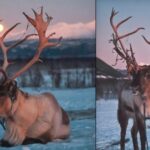 Tromso: Reindeer Sledding with Chance to See Northern Lights - Participating in Reindeer Sledding: An Arctic Tradition