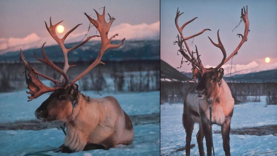 Tromso: Reindeer Sledding with Chance to See Northern Lights - Participating in Reindeer Sledding: An Arctic Tradition