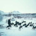 Tromsø: Self-Drive Husky Dog Sledding Adventure - Controlling Your Sled: Skills and Opportunities