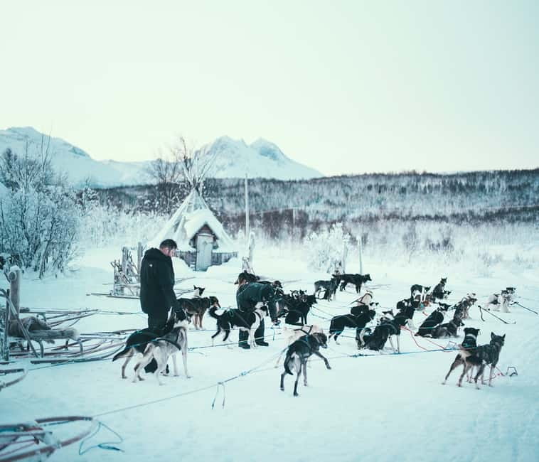 Tromsø: Self-Drive Husky Dog Sledding Adventure - Controlling Your Sled: Skills and Opportunities