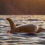 Tromsø: Skjervøy Pilothouse Boat Whale Watching Tour - Starting Point and Transportation to Skjervøy