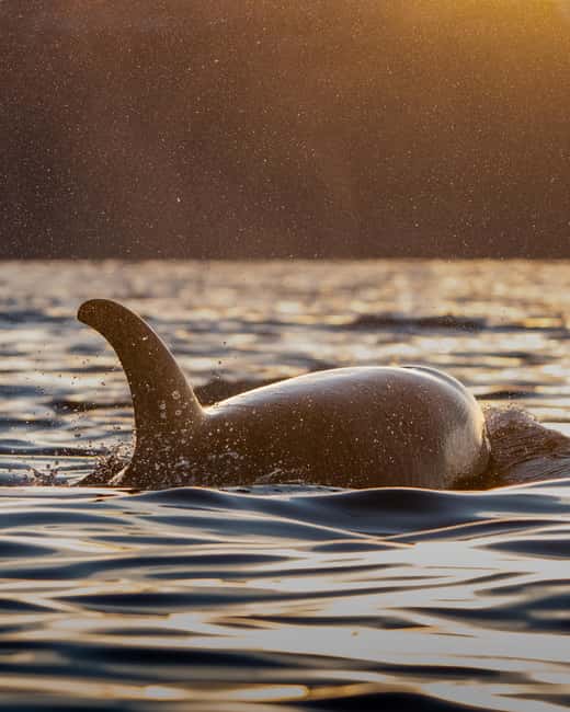 Tromsø: Skjervøy Pilothouse Boat Whale Watching Tour - Starting Point and Transportation to Skjervøy