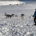 Tromsø: Snowshoeing with Reindeer - The Value of This Arctic Experience