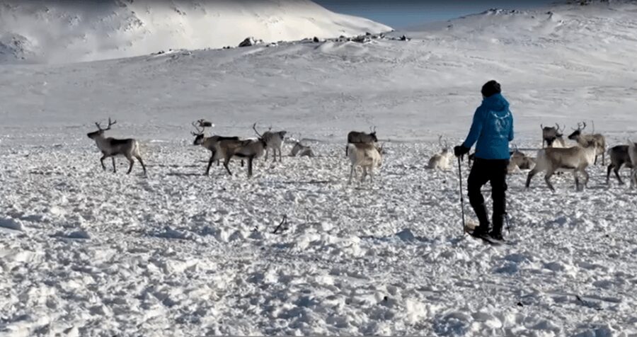Tromsø: Snowshoeing with Reindeer - The Value of This Arctic Experience