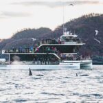 Tromsø: Whale Watching Tour by Hybrid-Electric Boat - The Itinerary: From Tromsø to Whale Feeding Grounds