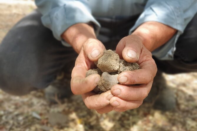 Truffle Hunting, Culinary & Wine Celebration from Elounda - Truffle Hunting at the 1882 Cretan Mansion with Lagotto Romagnolo Dogs