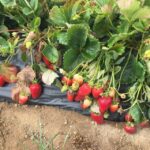 Truffle Hunting, Culinary & Wine Celebration from Heraklion - Authentic Cretan Flavors: Cooking Demonstration with Truffles