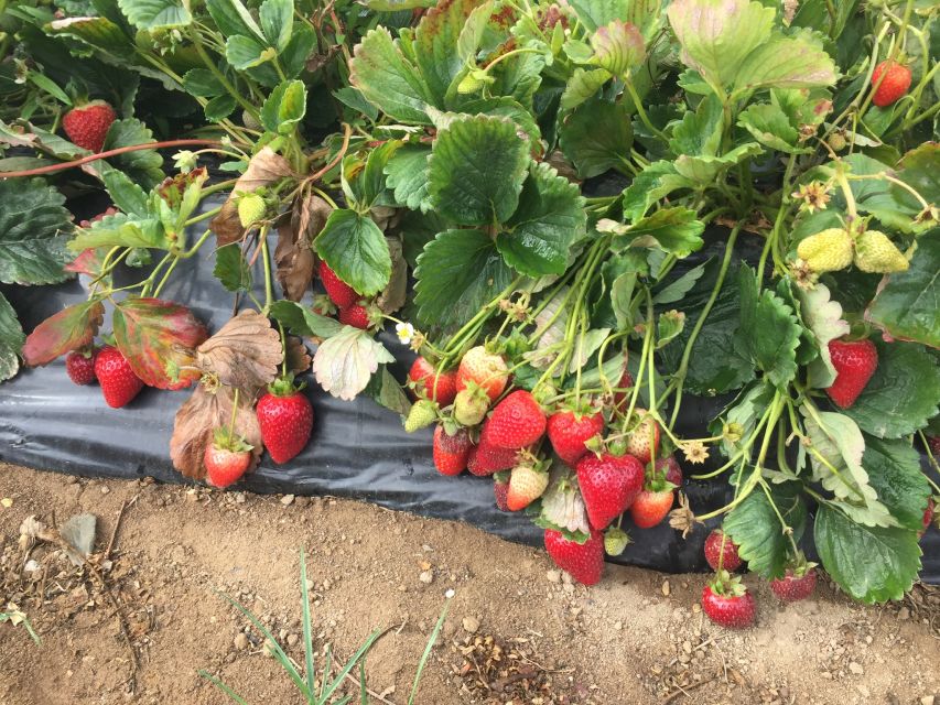 Truffle Hunting, Culinary & Wine Celebration from Heraklion - Authentic Cretan Flavors: Cooking Demonstration with Truffles