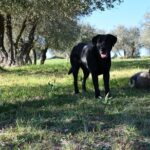 Truffle Hunting Experience Siena Tartufi - Joining a Real Truffle Hunt in the Siena Hills