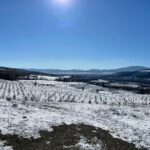 Truffle Hunting in Kyustendil - Insights into Truffle Cultivation and Cooking