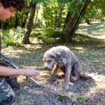 Truffle Hunting & Truffle Cooking Class - Truffle Hunting Near the Tuscany Woods