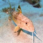 Try diving in Lanzarote Beginners 2 dives - Costa Teguise - What to Expect During the Two Guided Dives