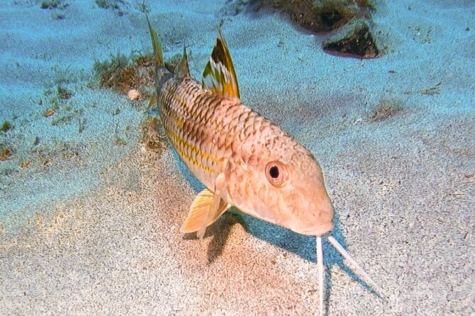 Try diving in Lanzarote Beginners 2 dives - Costa Teguise - What to Expect During the Two Guided Dives