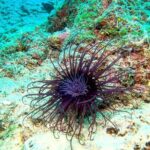 Try Scuba Diving in Split - Transportation and Transfer to the Dive Site