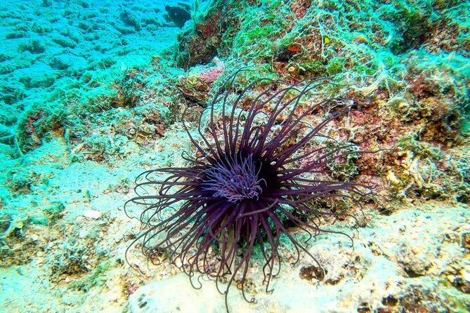 Try Scuba Diving in Split - Transportation and Transfer to the Dive Site