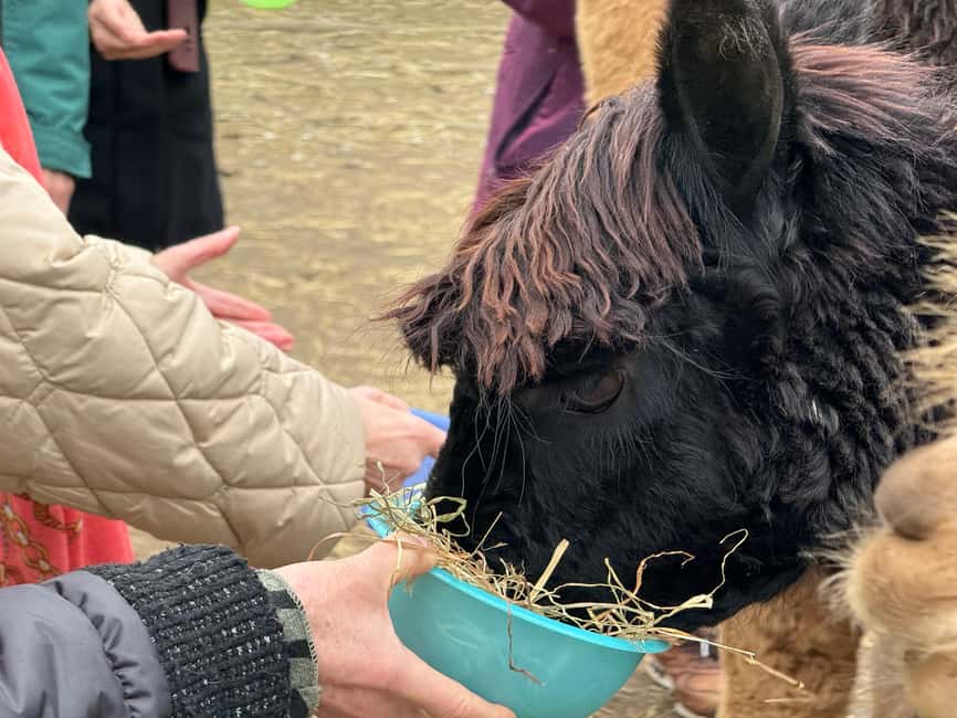 Turin: Meet the Monviso Alpacas at the Educational Farm with a Guide - The Value and Suitability of This Alpaca Encounter