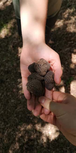 Tuscany Crete Senesi : Truffle Hunting Tour - Exploring the Heart of Tuscany: Crete Senesi and Its Natural Beauty