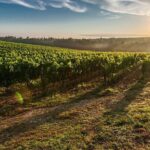 Tuscany from Rome- Siena and San Gimignano Private Day Tour - Departure from Rome with Comfortable Private Transport