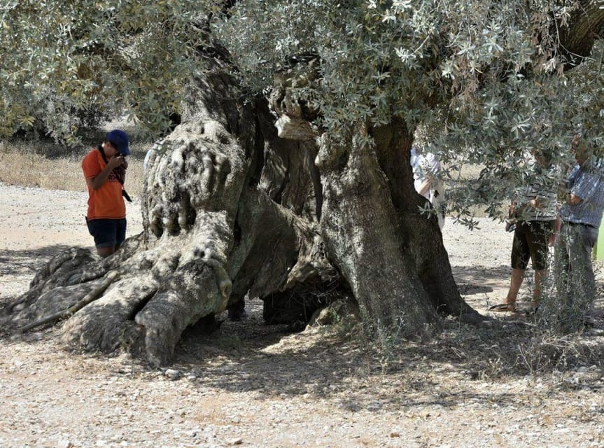 Ulldecona: Guided Tour of the Millenary Olive Trees of Arión - Exploring the Farga I: An Olive Tree Monument