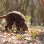 Umbria: Truffle hunting in the woods with lunch - The Expertise of the Truffle Hunter and His Dog