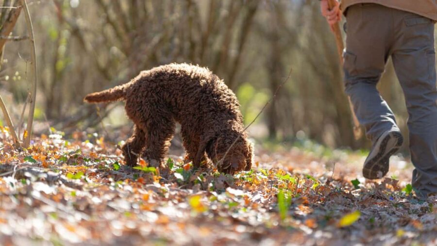 Umbria: Truffle hunting in the woods with lunch - The Expertise of the Truffle Hunter and His Dog