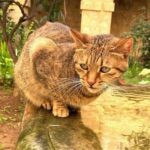Valletta: Monastery and Secret Garden Entry Ticket - Inside the Cloistered Monastery: Architecture and Atmosphere