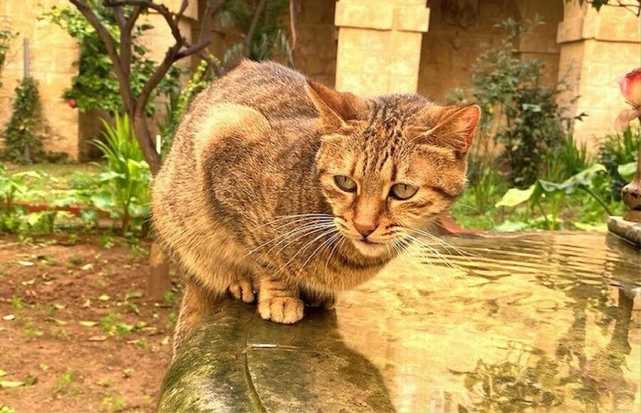 Valletta: Monastery and Secret Garden Entry Ticket - Inside the Cloistered Monastery: Architecture and Atmosphere