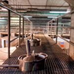 Valley of Tegueste: Wine Tour with Tasting at El Lomo Winery - Inside the Cellar: An Up-Close Look at Wine Production