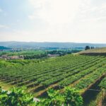 Valpolicella and Amarone Wine-tasting Tour from Verona - Visiting the Heart of Valpolicella at SantAmbrogio di Valpolicella