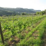 Valpolicella in the round: tasting of typical Valpolicella wines - Exploring the Vineyard and Fruit Orchard