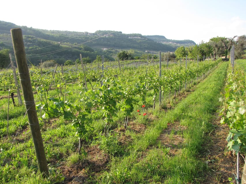 Valpolicella in the round: tasting of typical Valpolicella wines - Exploring the Vineyard and Fruit Orchard