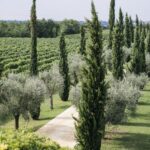 Valpolicella: Lunch or Dinner tasting with Amarone - Tasting Wines at Locanda Buglioni