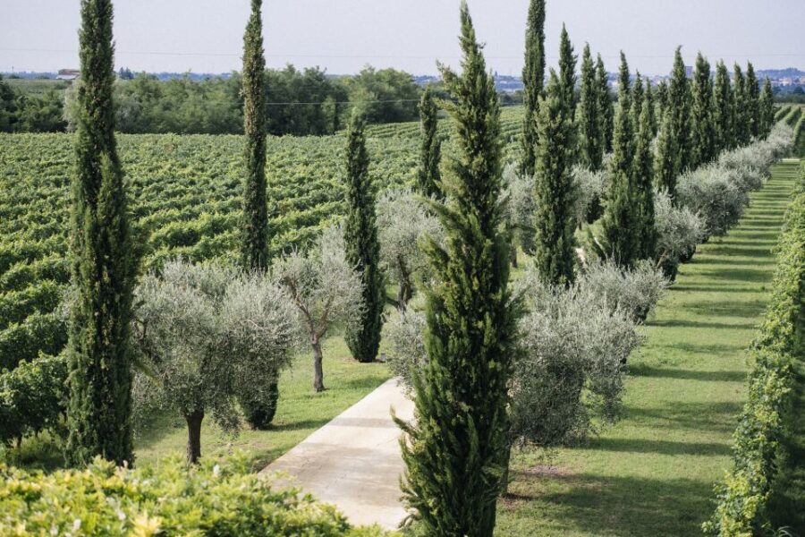 Valpolicella: Lunch or Dinner tasting with Amarone - Tasting Wines at Locanda Buglioni