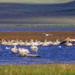 Vardzia. Lake Paravani, Khertvisi & Lomsia castle, Rabati - Discover Vardzia: Carved Between the 12th and 13th Centuries