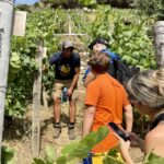 Vernazza: Panoramic Vineyard Trekking Tour w/ Wine Tasting - Exploring the Eroico Vineyard in the Cinque Terre Region