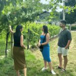 Verona: A family tasting in the heart of Valpolicella - Scenic Drive through Valpolicella’s Hills