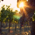 Verona area: Wine Tasting Experience in Valpolicella - Tasting six wines at the Valpolicella Winery