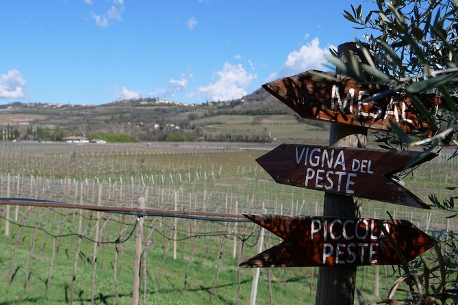 Verona - Cellar Tour and Tasting of NATURAL WINES - Visiting Terre di Pietra: The Starting Point for Natural Wine Lovers