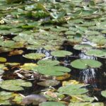 Versailles and Giverny Tour Hotel Pickup - Starting Your Day with Hotel Pickup in Paris