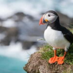 Vestmannaeyjar: Heimaey Island Round Boat Tour - Wildlife Viewing: Puffins and Seabirds