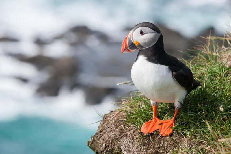 Vestmannaeyjar: Heimaey Island Round Boat Tour - Wildlife Viewing: Puffins and Seabirds