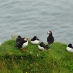 Vestmannaeyjar: Puffins and Pirates ATV Tour - Visiting the World’s Largest Puffin Colony at Stórhöfði