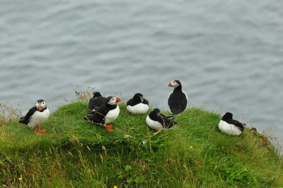 Vestmannaeyjar: Puffins and Pirates ATV Tour - Visiting the World’s Largest Puffin Colony at Stórhöfði
