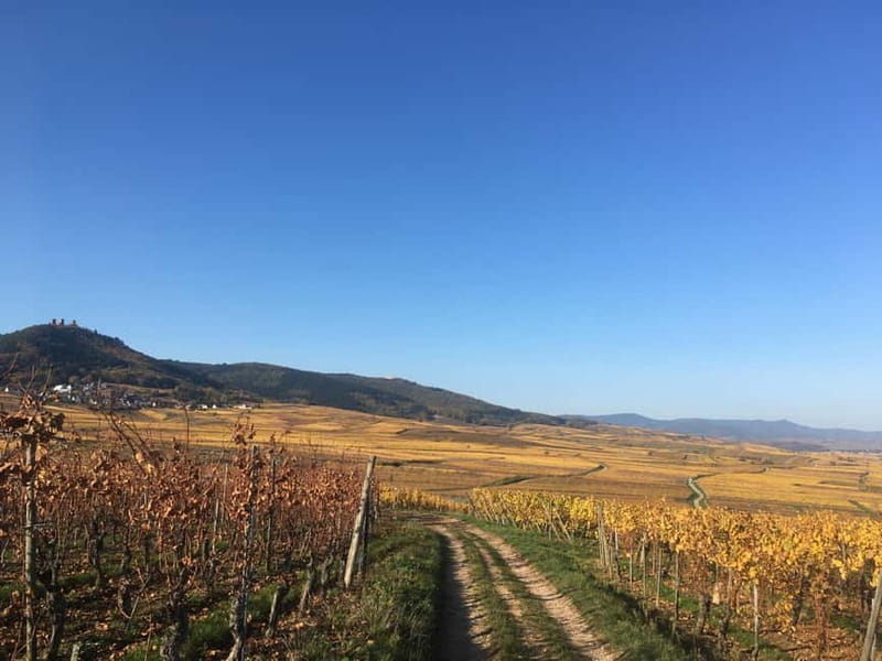 Vgtlinshoffen: Alsace Wine Tasting - Discovering the Ginglinger-Fix Family Winery