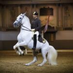 Vienna: Spanish Riding School 45-Minute Performance Show - The 45-Minute Performance: Classical Horsemanship in Action